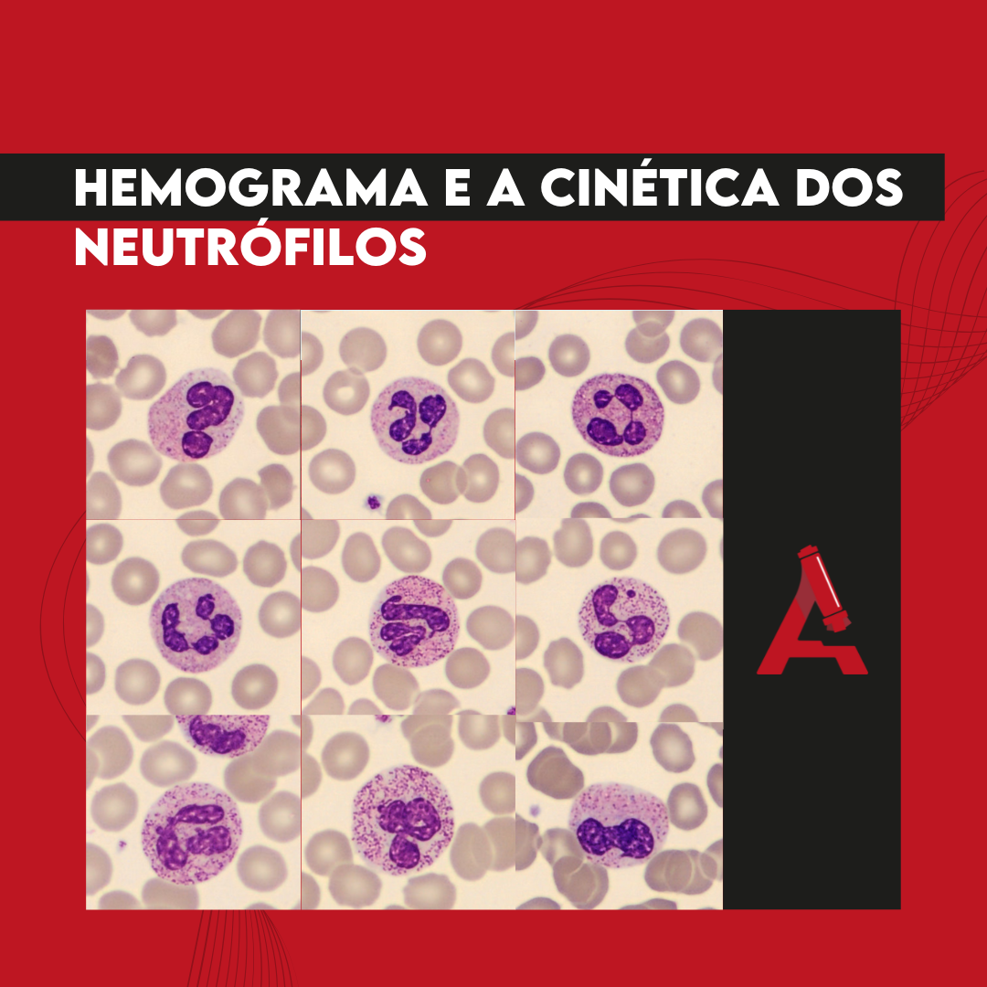 Hemograma e a Cinética dos Neutrófilos - Blog - Atlas em Hematologia