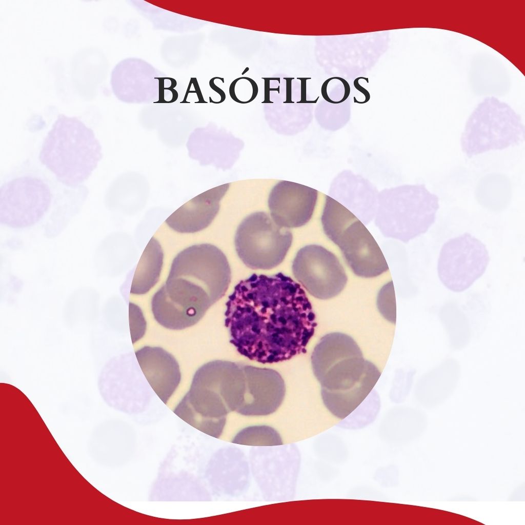 BASÓFILOS: FUNÇÕES E IDENTIFICAÇÃO - Atlas Em Hematologia