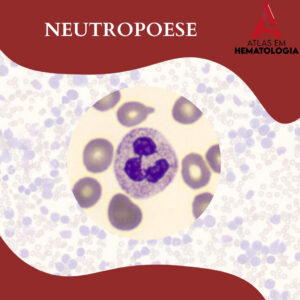 NEUTROPOESE: IDENTIFICANDO A MORFOLOGIA DA LINHAGEM NEUTROFÍLICA