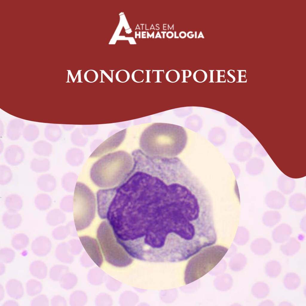 MONOCITOPOIESE: Formação e maturação dos monócitos